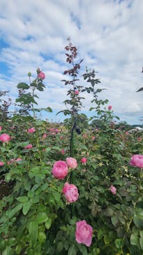 いばらきフラワーパークに投稿された画像（2022/10/16）