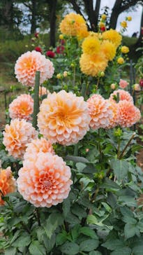 いばらきフラワーパークに投稿された画像（2022/10/16）