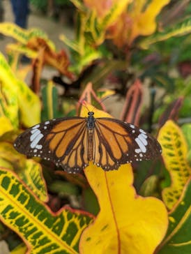 西表島 ADVENTURE PiPi（アドベンチャーピピ）に投稿された画像（2022/10/16）