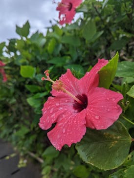 西表島 ADVENTURE PiPi（アドベンチャーピピ）に投稿された画像（2022/10/16）