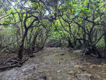 西表島 ADVENTURE PiPi（アドベンチャーピピ）に投稿された画像（2022/10/16）