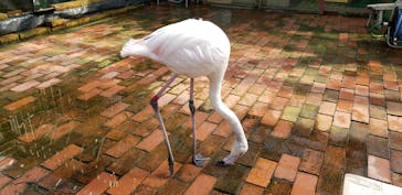 富士花鳥園に投稿された画像（2022/10/16）