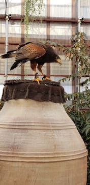 富士花鳥園に投稿された画像（2022/10/16）