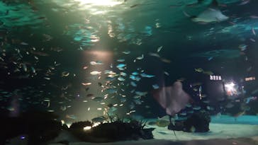 サンシャイン水族館に投稿された画像（2022/10/17）