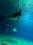 アクアワールド茨城県大洗水族館に投稿された画像（2022/10/17）