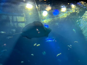 アクアワールド茨城県大洗水族館に投稿された画像（2022/10/17）