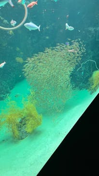 環境水族館アクアマリンふくしまに投稿された画像（2022/10/17）