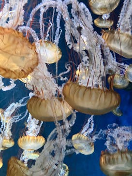 新江ノ島水族館に投稿された画像（2022/10/17）