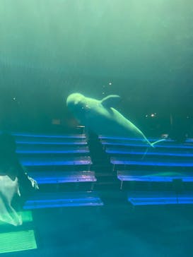 島根県立 しまね海洋館に投稿された画像（2022/10/17）