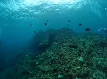 武藤潜水に投稿された画像（2022/10/17）