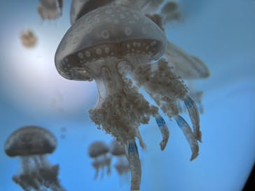 サンシャイン水族館に投稿された画像（2022/10/17）