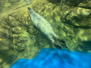 新江ノ島水族館に投稿された画像（2022/10/17）