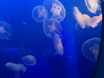 新江ノ島水族館に投稿された画像（2022/10/17）