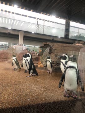 京都水族館に投稿された画像（2022/10/17）