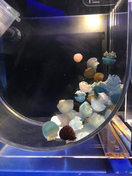 京都水族館に投稿された画像（2022/10/17）