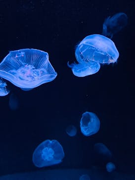 サンシャイン水族館に投稿された画像（2020/10/29）