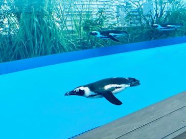 サンシャイン水族館に投稿された画像（2020/10/29）