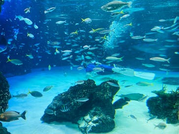 サンシャイン水族館に投稿された画像（2020/10/29）