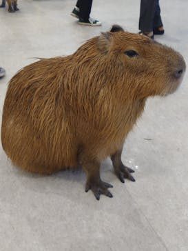 アニタッチみなとみらいに投稿された画像（2022/10/17）