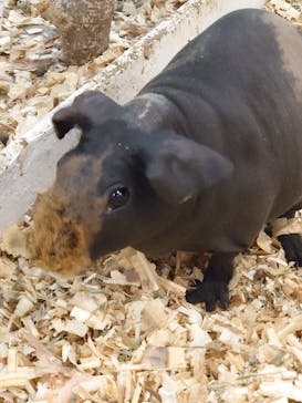 アニタッチみなとみらいに投稿された画像（2022/10/17）