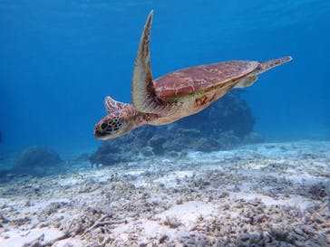 宮古島 ADVENTURE PiPi（ミヤコジマ アドベンチャー ピピ）に投稿された画像（2022/10/17）