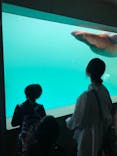 大分マリーンパレス水族館 「うみたまご」に投稿された画像（2022/10/17）