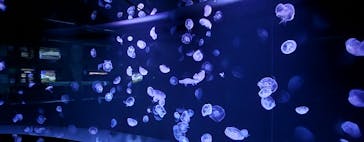 サンシャイン水族館に投稿された画像（2022/10/17）