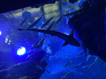 京都鉄道博物館×京都水族館に投稿された画像（2022/10/17）