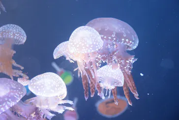 名古屋港水族館に投稿された画像（2022/10/18）