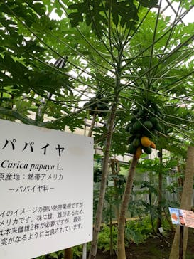 熱川バナナワニ園に投稿された画像（2022/10/18）