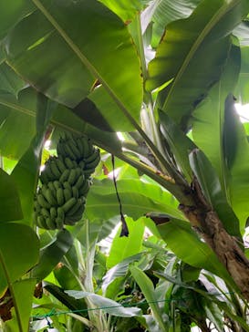 熱川バナナワニ園に投稿された画像（2022/10/18）