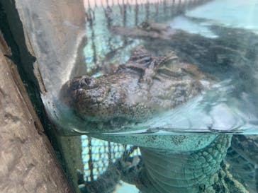 熱川バナナワニ園に投稿された画像（2022/10/18）