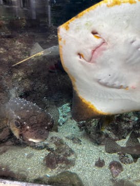 下田海中水族館に投稿された画像（2022/10/18）