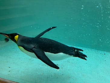 下田海中水族館に投稿された画像（2022/10/18）