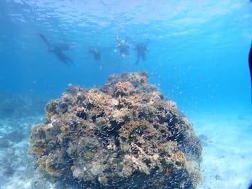 初心者専門マリンサービスサンフィッシュ石垣島に投稿された画像（2022/10/18）