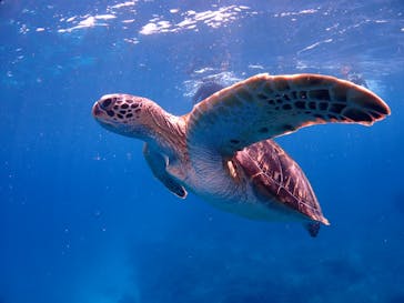 初心者専門マリンサービスサンフィッシュ石垣島に投稿された画像（2022/10/18）