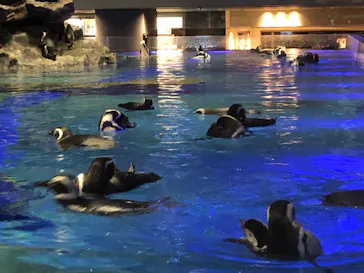 すみだ水族館に投稿された画像（2022/10/18）