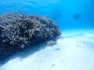 初心者専門マリンサービスサンフィッシュ石垣島に投稿された画像（2022/10/18）