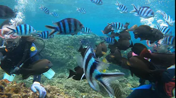 武藤潜水に投稿された画像（2022/10/18）