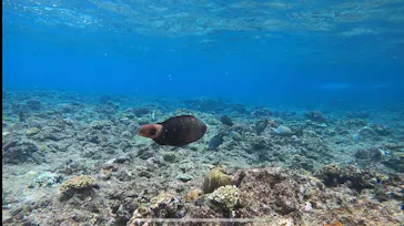 武藤潜水に投稿された画像（2022/10/18）