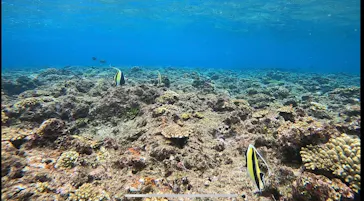 武藤潜水に投稿された画像（2022/10/18）