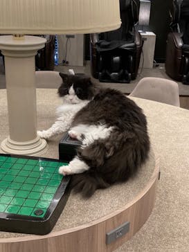 猫カフェモカ　渋谷公園通り店に投稿された画像（2022/10/18）