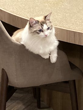 猫カフェモカ　渋谷公園通り店に投稿された画像（2022/10/18）
