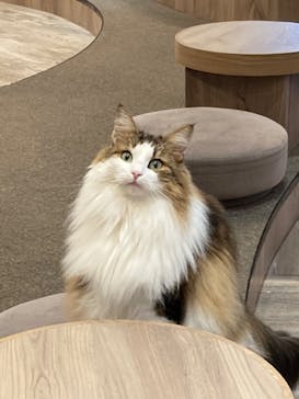 猫カフェモカ　渋谷公園通り店に投稿された画像（2022/10/18）