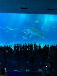 沖縄美ら海水族館に投稿された画像（2022/10/18）