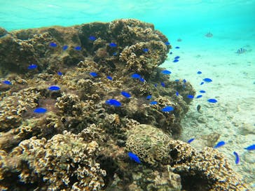 沖縄マリンサービス碧に投稿された画像（2022/10/19）