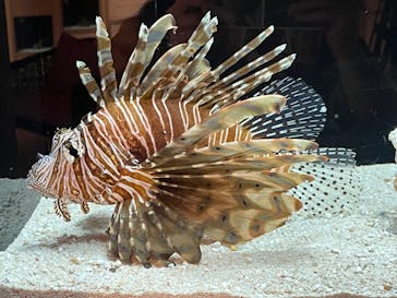 横浜開運水族館 フォーチュンアクアリウムに投稿された画像（2022/10/19）