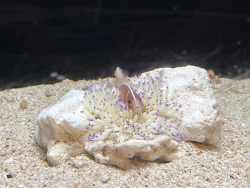 横浜開運水族館 フォーチュンアクアリウムに投稿された画像（2022/10/19）