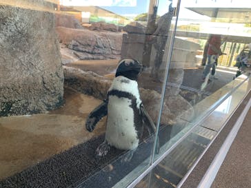 京都水族館×ニデック京都タワーに投稿された画像（2022/10/19）