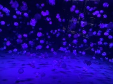 京都水族館×ニデック京都タワーに投稿された画像（2022/10/19）